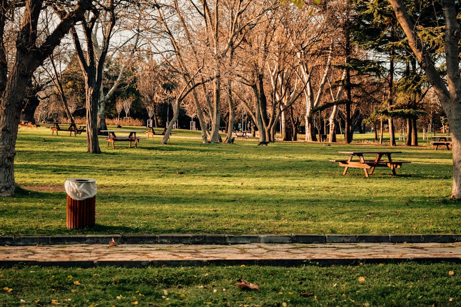 A park scene featuring several leafless trees with twisting branches and textured trunks, set against a background of more trees and a partly cloudy sky. The foreground shows a green, well-maintained grassy area dotted with wooden picnic tables with attached benches, arranged at varying distances. To the left, there is a cylindrical wooden waste bin with a beige plastic bag lining it, standing on the pavement edge that borders the grassy area. The pavement comprises rectangular stone tiles, slightly weathered, running along the front of the image. The scene is illuminated by natural daylight, creating soft shadows on the ground. This setting, typical of outdoor recreational spaces, may require rubbish removal or waste management services to maintain cleanliness, especially from discarded litter around the picnic tables, aligning with private waste handling or alternative rubbish collection activities undertaken by companies like Waste Collection Watford.